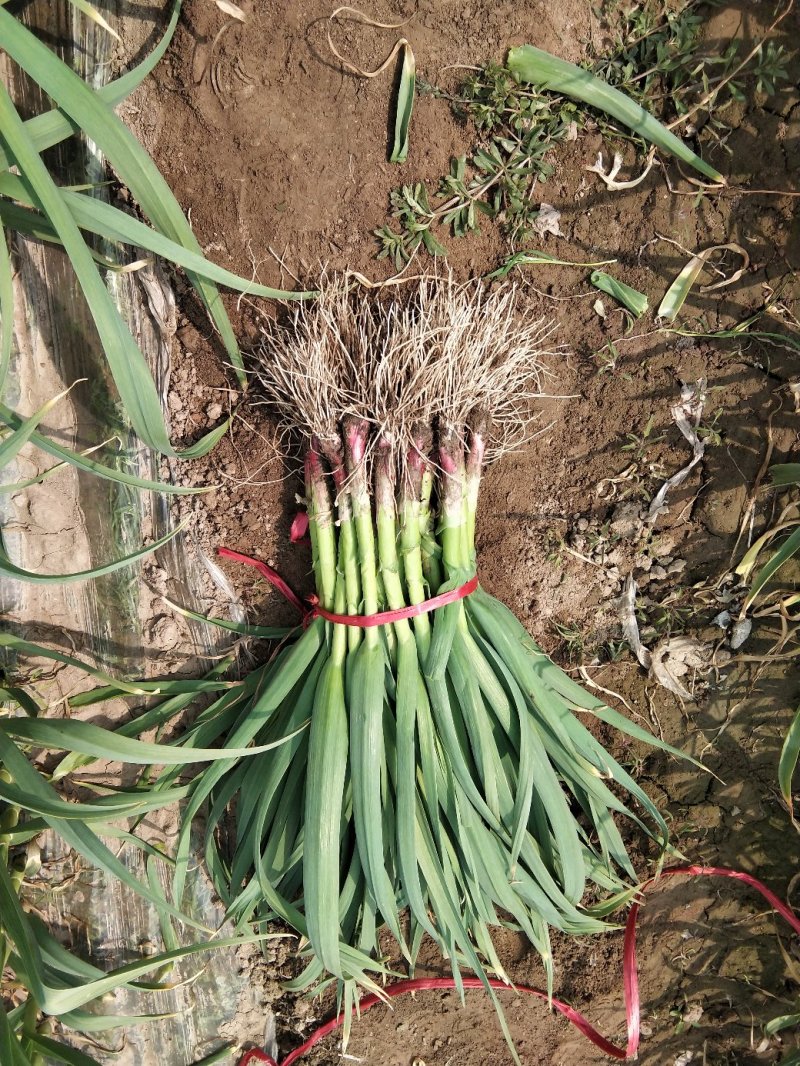 红根蒜苗，种植面积广，品质优良，掐尖，打冷，库存