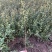 【火棘苗】庭院花卉植物围墙绿篱篱笆苗防盗围栏盆栽绿化树