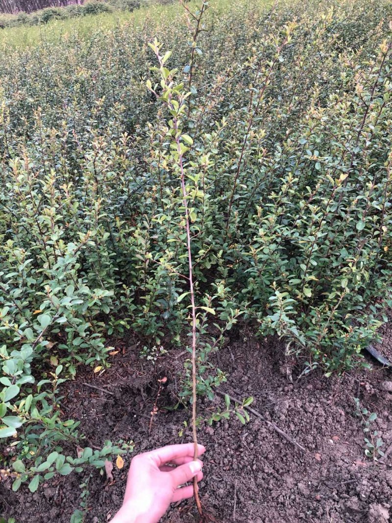 【火棘苗】庭院花卉植物围墙绿篱篱笆苗防盗围栏盆栽绿化树