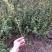 【火棘苗】庭院花卉植物围墙绿篱篱笆苗防盗围栏盆栽绿化树