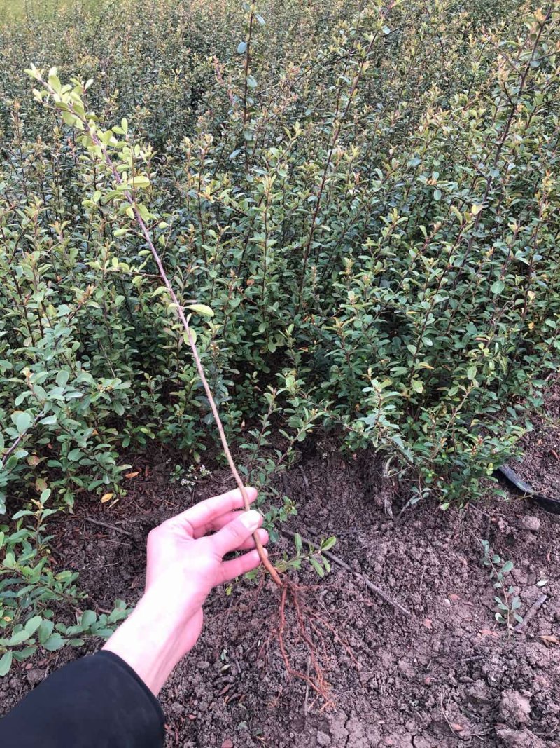 【火棘苗】庭院花卉植物围墙绿篱篱笆苗防盗围栏盆栽绿化树