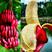 香蕉苗广西皇帝蕉苗产地直销威廉斯香蕉粉蕉红香蕉苗产量高