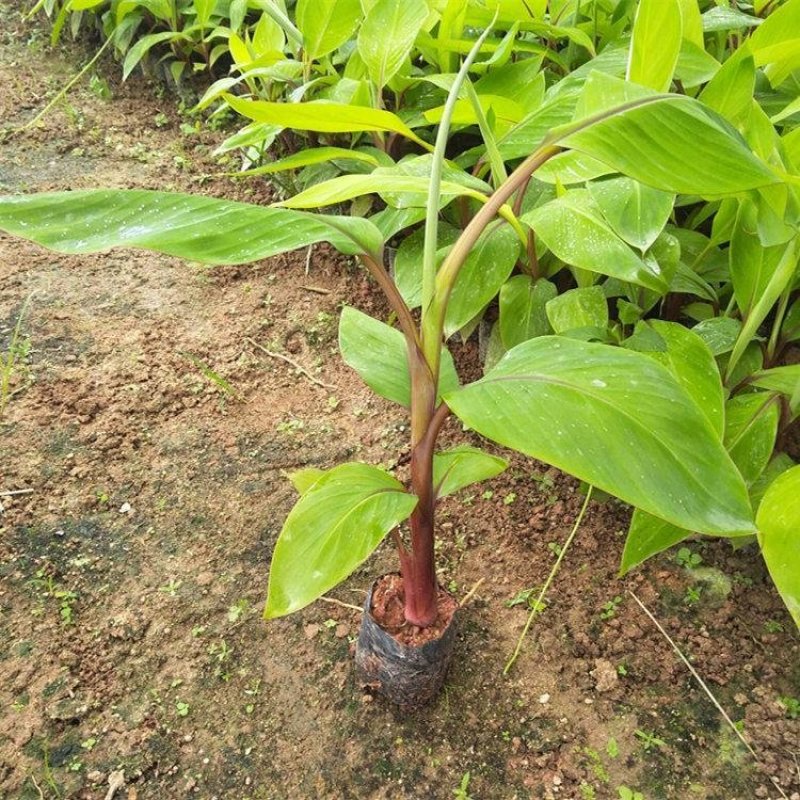 香蕉苗广西皇帝蕉苗产地直销威廉斯香蕉粉蕉红香蕉苗产量高