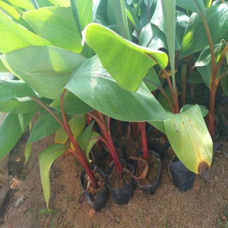 香蕉苗广西皇帝蕉苗产地直销威廉斯香蕉粉蕉红香蕉苗产量高