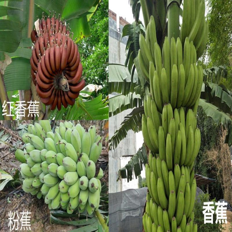 香蕉苗广西皇帝蕉苗产地直销威廉斯香蕉粉蕉红香蕉苗产量高