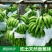 香蕉苗广西皇帝蕉苗产地直销威廉斯香蕉粉蕉红香蕉苗产量高