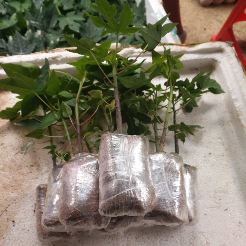 红心，黄金，青皮红肉，红菱木瓜苗，营养杯苗，当年种植当年