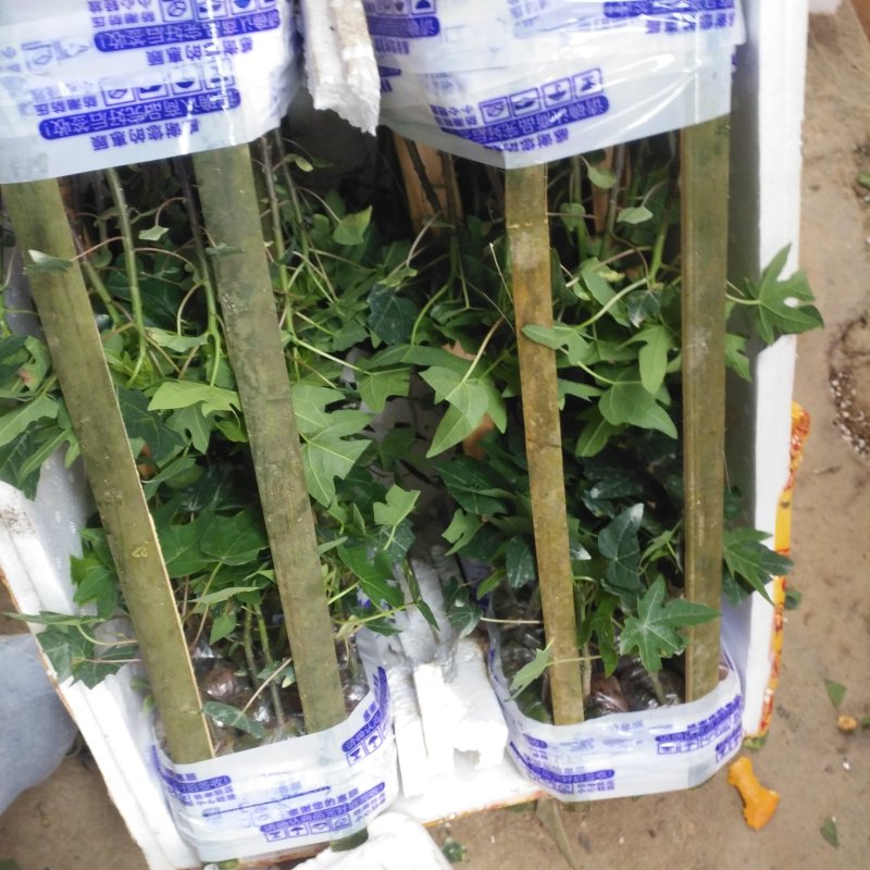 红心，黄金，青皮红肉，红菱木瓜苗，营养杯苗，当年种植当年