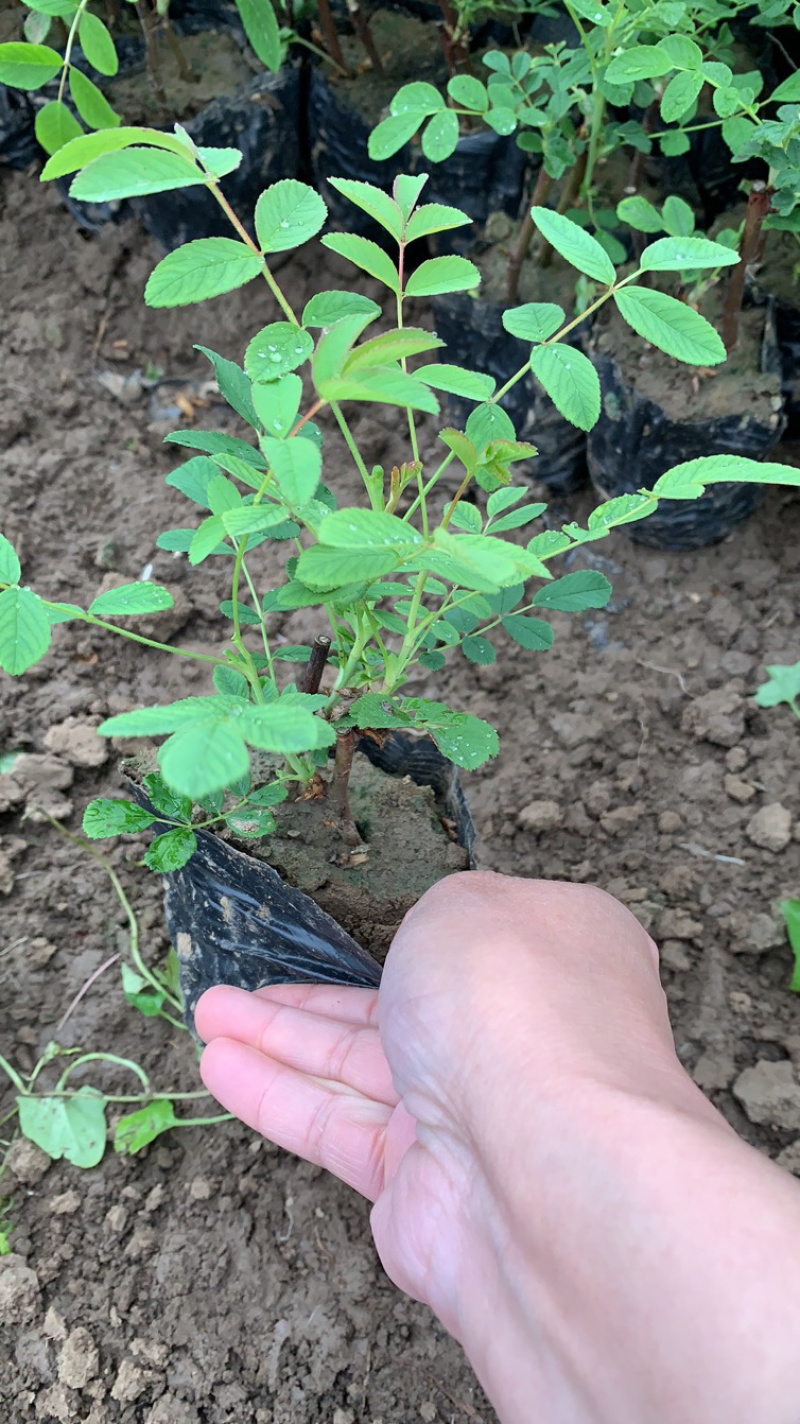 基地直销四季玫瑰