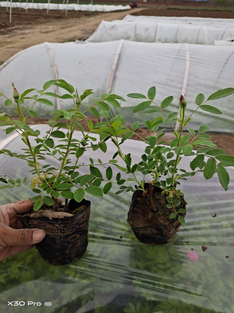 基地直销四季玫瑰