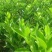 091无核沃柑苗正品嫁接苗产量高，春节前后成熟