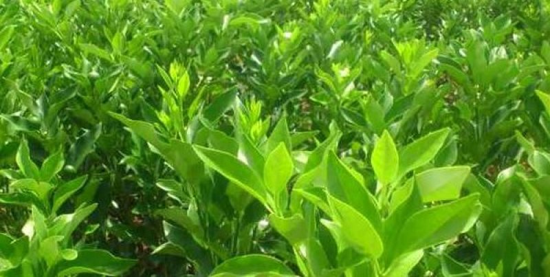 091无核沃柑苗正品嫁接苗产量高，春节前后成熟