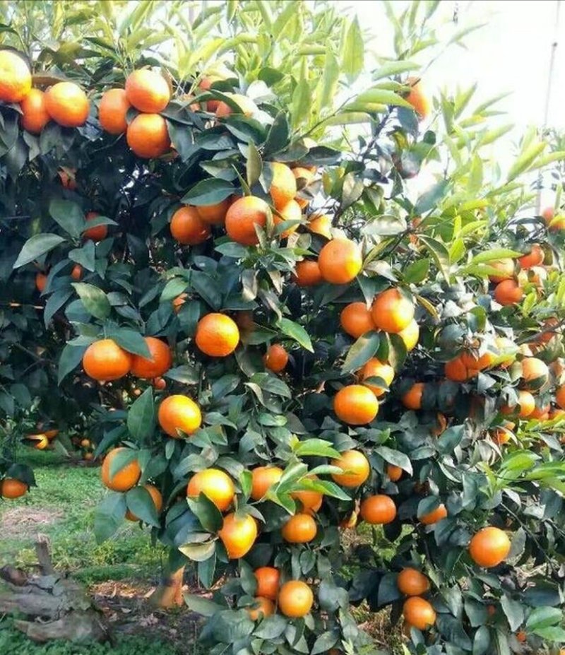 091无核沃柑苗正品嫁接苗产量高，春节前后成熟