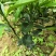 091无核沃柑苗正品嫁接苗产量高，春节前后成熟