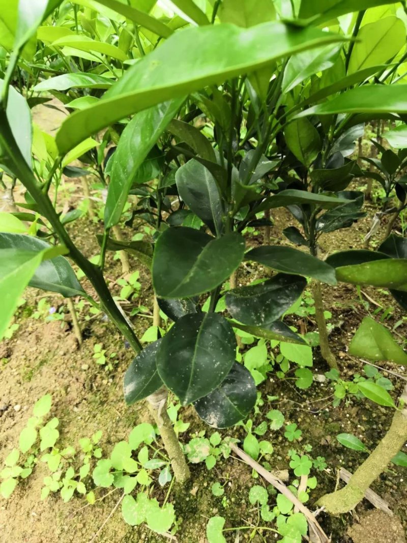 091无核沃柑苗正品嫁接苗产量高，春节前后成熟