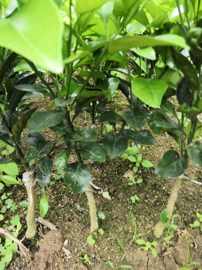 091无核沃柑苗正品嫁接苗产量高，春节前后成熟