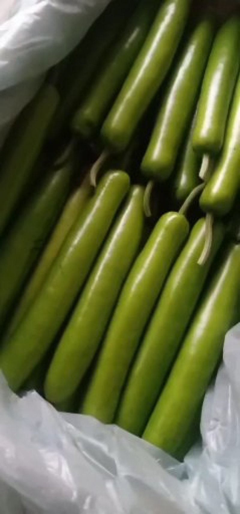 瓠子