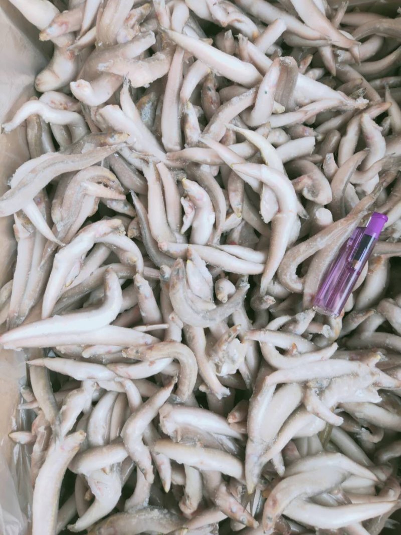 玉筋鱼