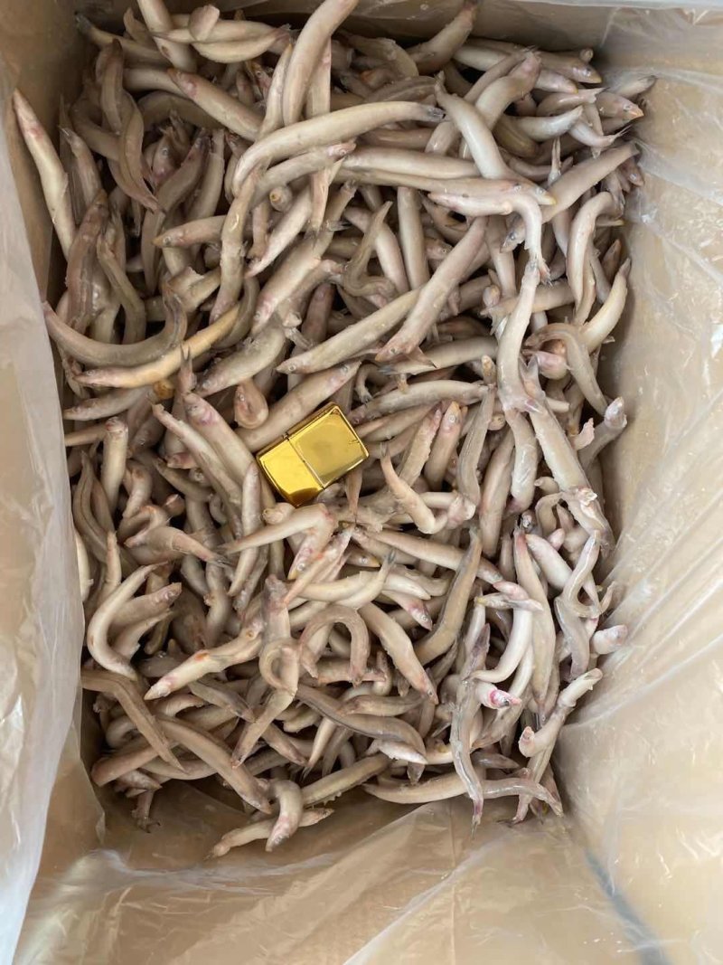 玉筋鱼