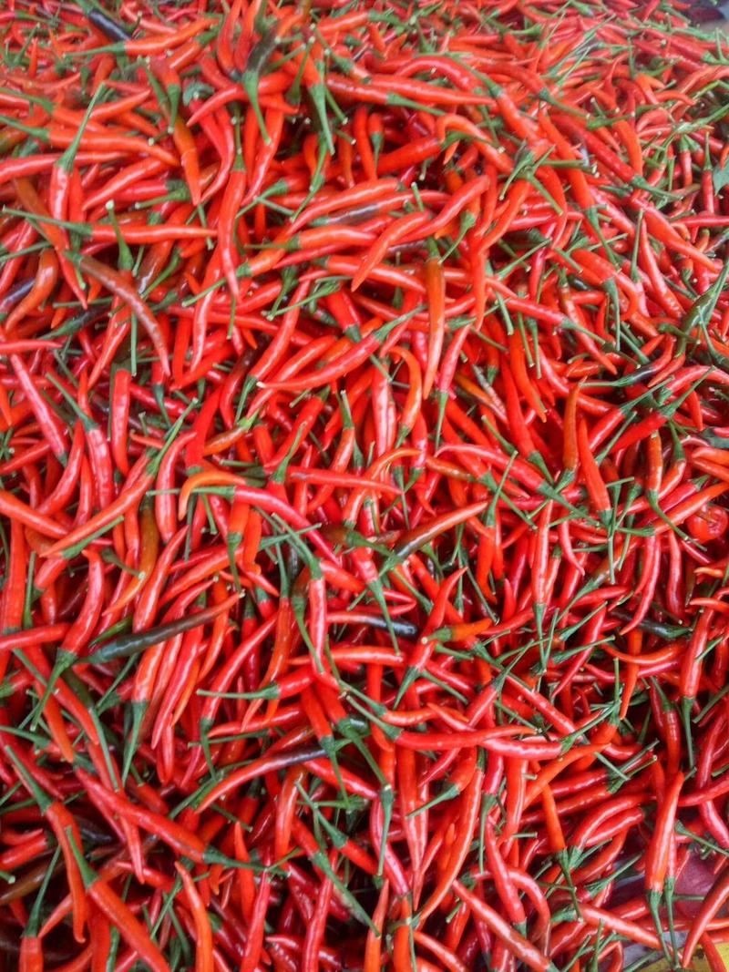 精品艳红小米椒即将大量上市，产地直供，货源充足，