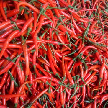 精品艳红小米椒即将大量上市，产地直供，货源充足，