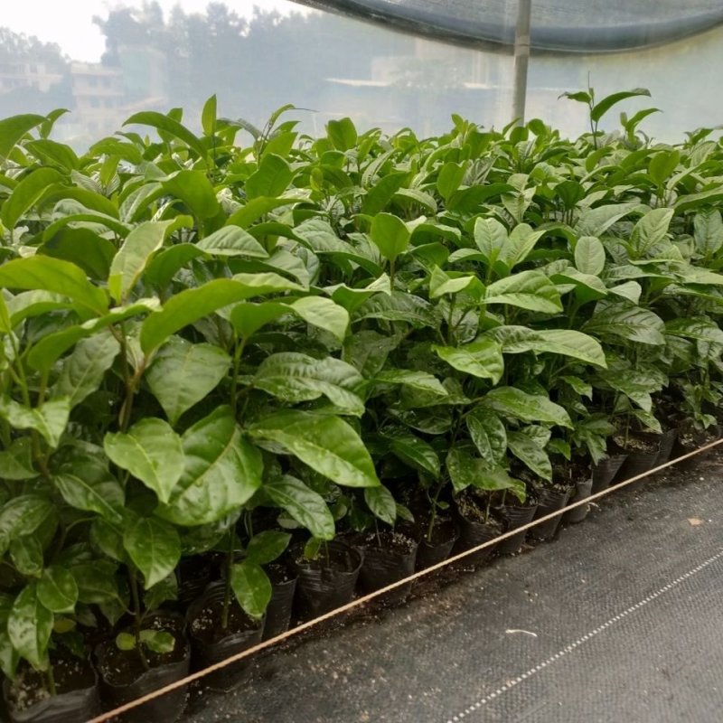 金蜜百香果苗台湾黄金甜蜜蜜百香果树苗纯甜不酸盆栽地栽四季
