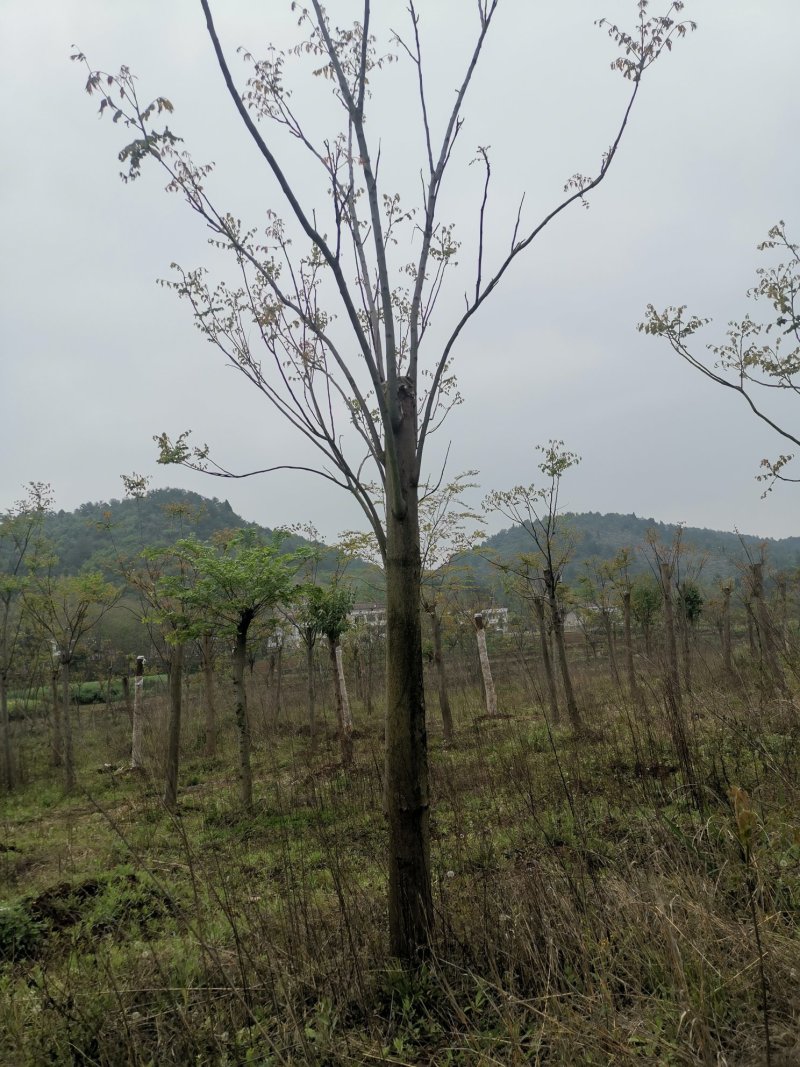 20反冒栾树各种规格各种年份田苗黑土可供