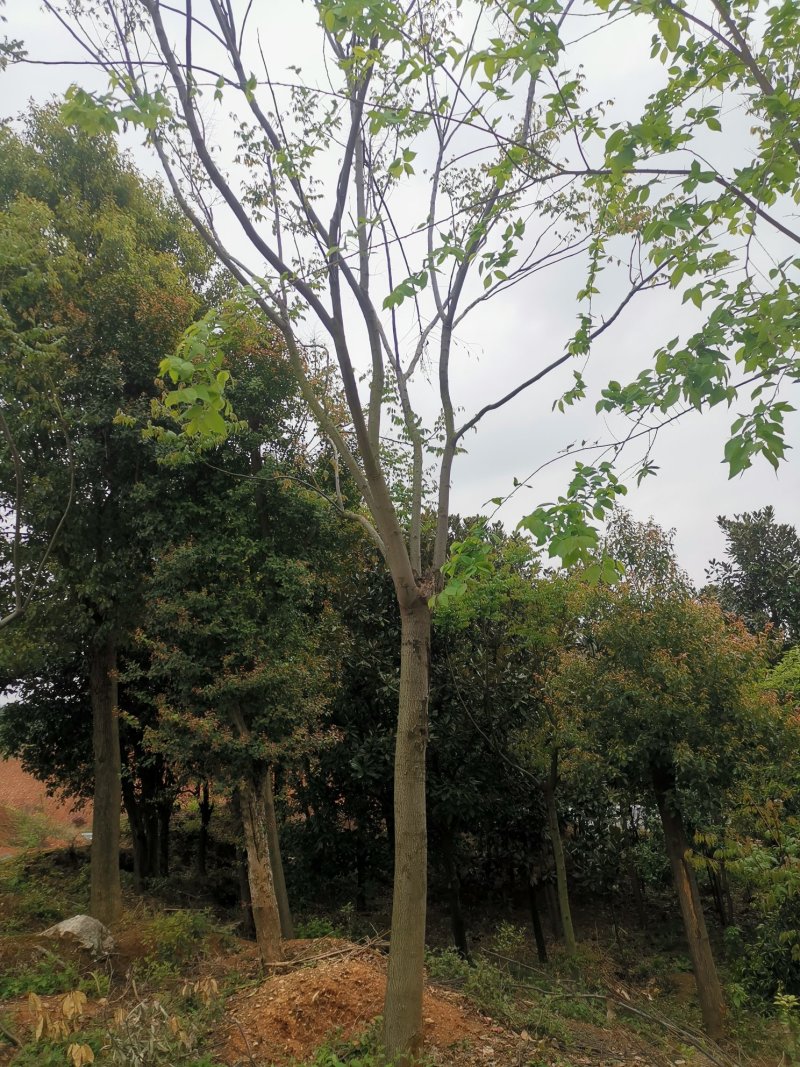 20反冒栾树各种规格各种年份田苗黑土可供