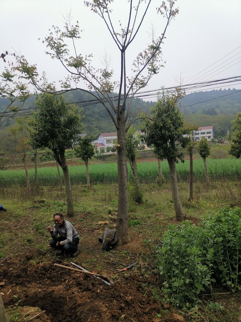 20反冒栾树各种规格各种年份田苗黑土可供