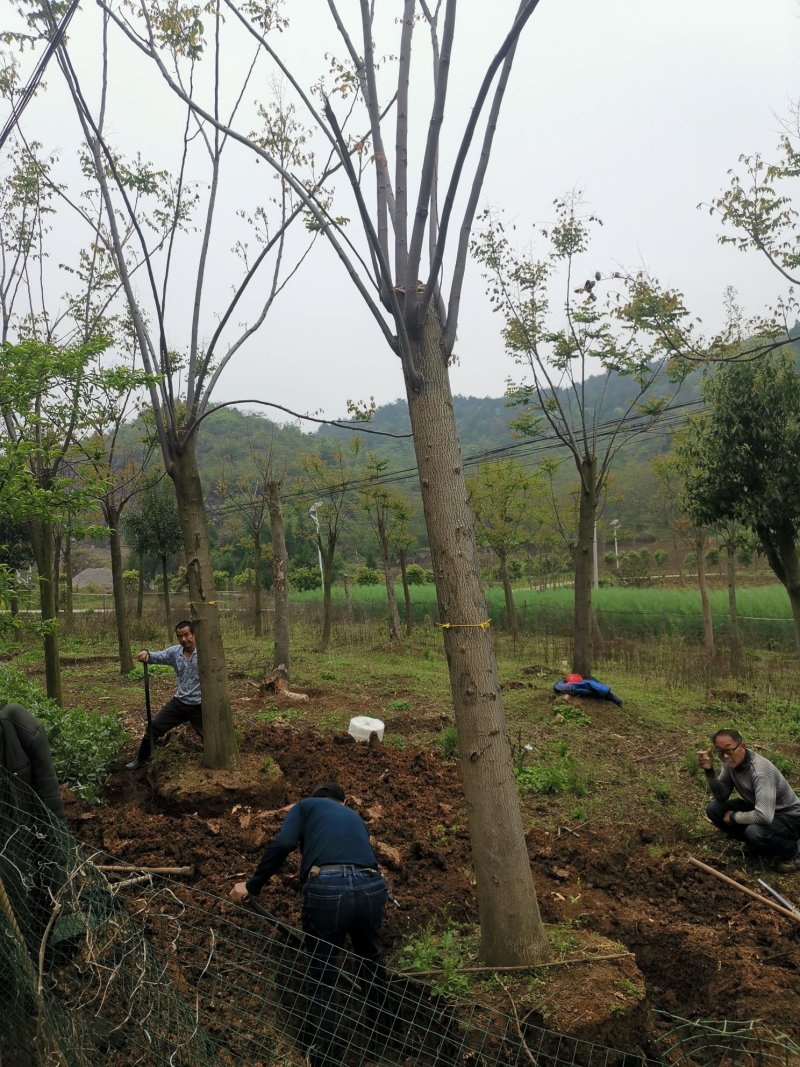 20反冒栾树各种规格各种年份田苗黑土可供
