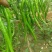 【大荔县大棚线椒】产地直发诚信经营实力供货可视频