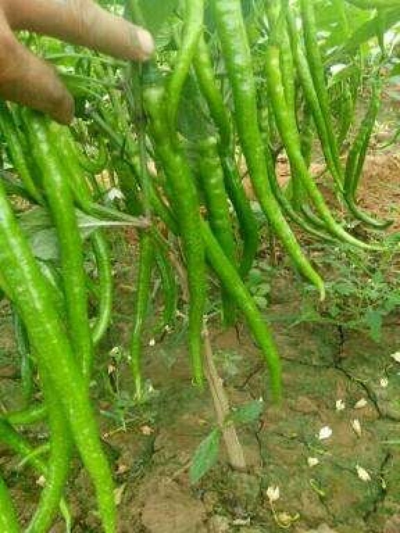 【大荔县大棚线椒】产地直发诚信经营实力供货可视频