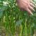 【大荔县大棚线椒】产地直发诚信经营实力供货可视频