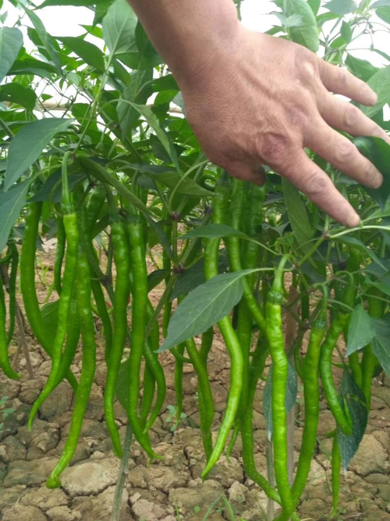 【大荔县大棚线椒】产地直发诚信经营实力供货可视频
