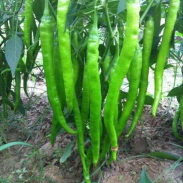【大荔县大棚线椒】产地直发诚信经营实力供货可视频