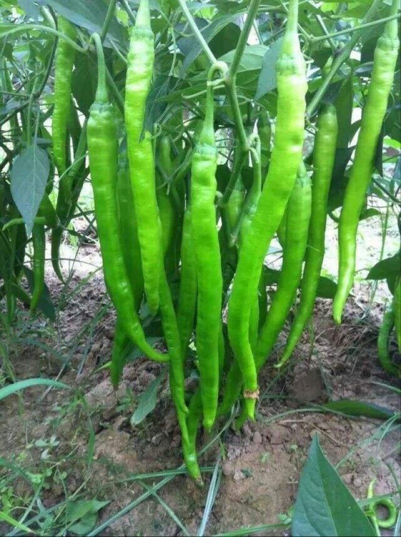 【大荔县大棚线椒】产地直发诚信经营实力供货可视频