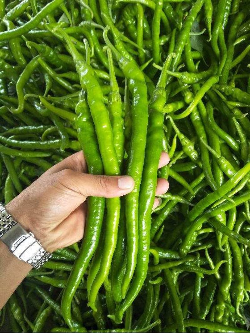 【大荔县大棚线椒】产地直发诚信经营实力供货可视频