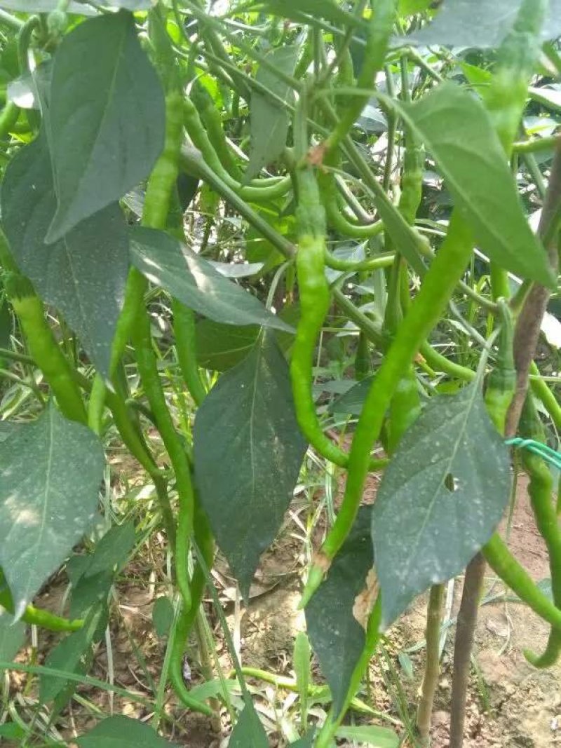 【大荔县大棚线椒】产地直发诚信经营实力供货可视频