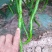 【大荔县大棚线椒】产地直发诚信经营实力供货可视频