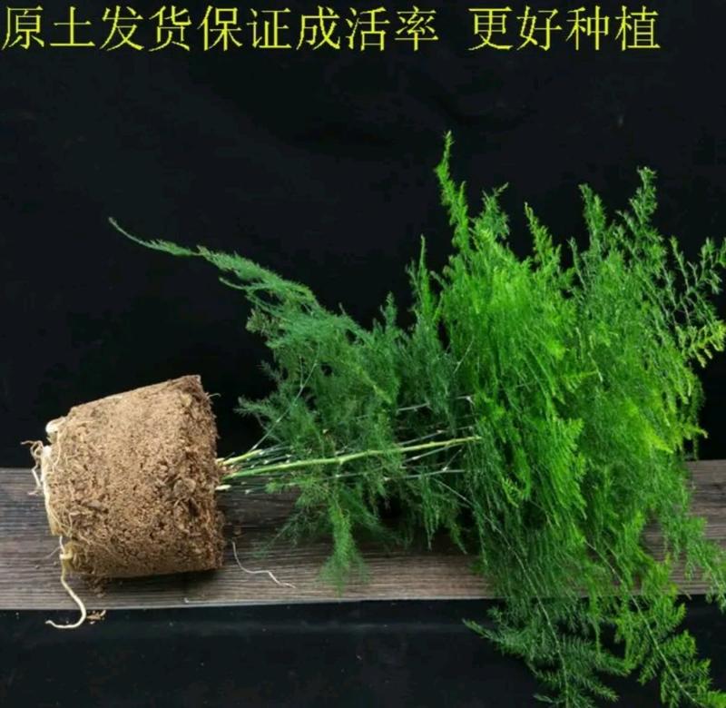 文竹盆栽室内四季常青绿植净化空气吸甲醛包邮