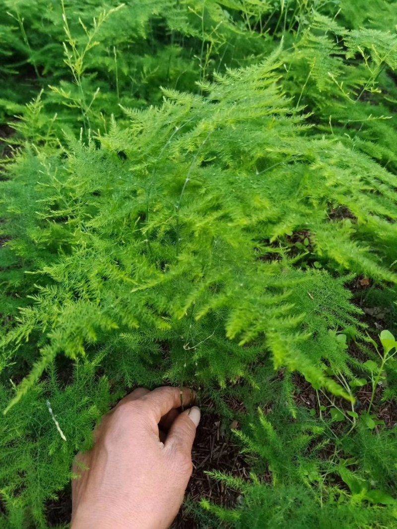 文竹盆栽室内四季常青绿植净化空气吸甲醛包邮