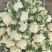 有机花青梗散花80菜花