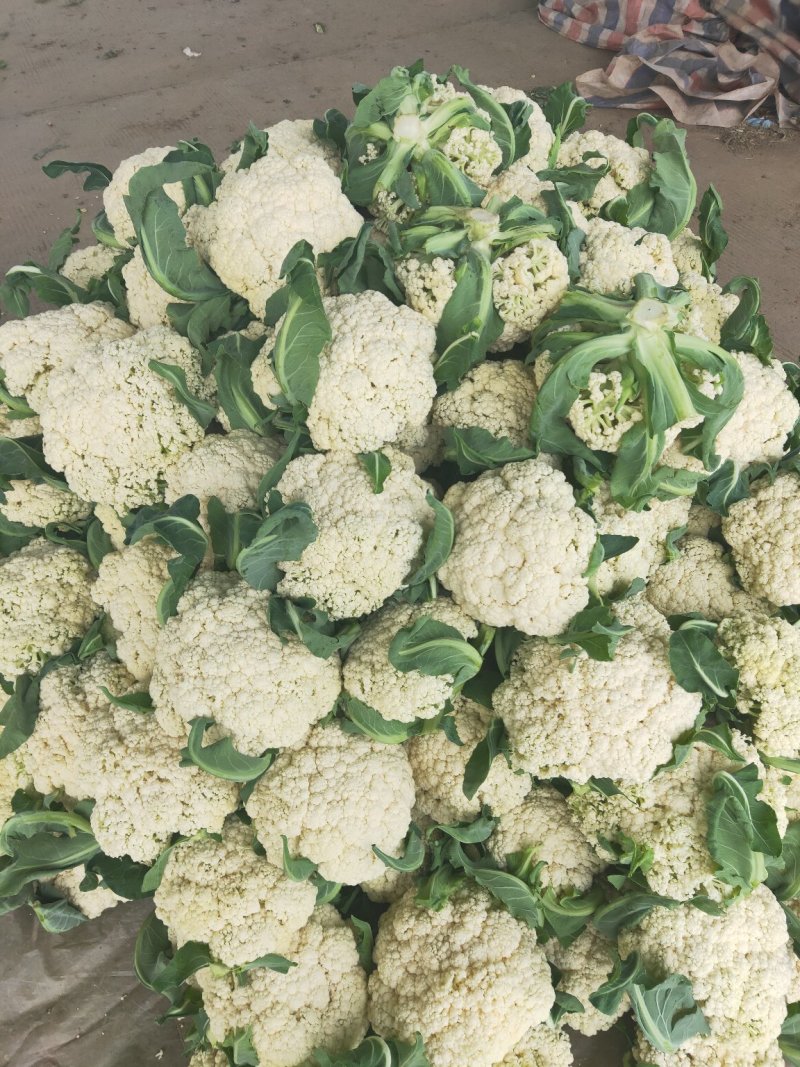 有机花青梗散花80菜花