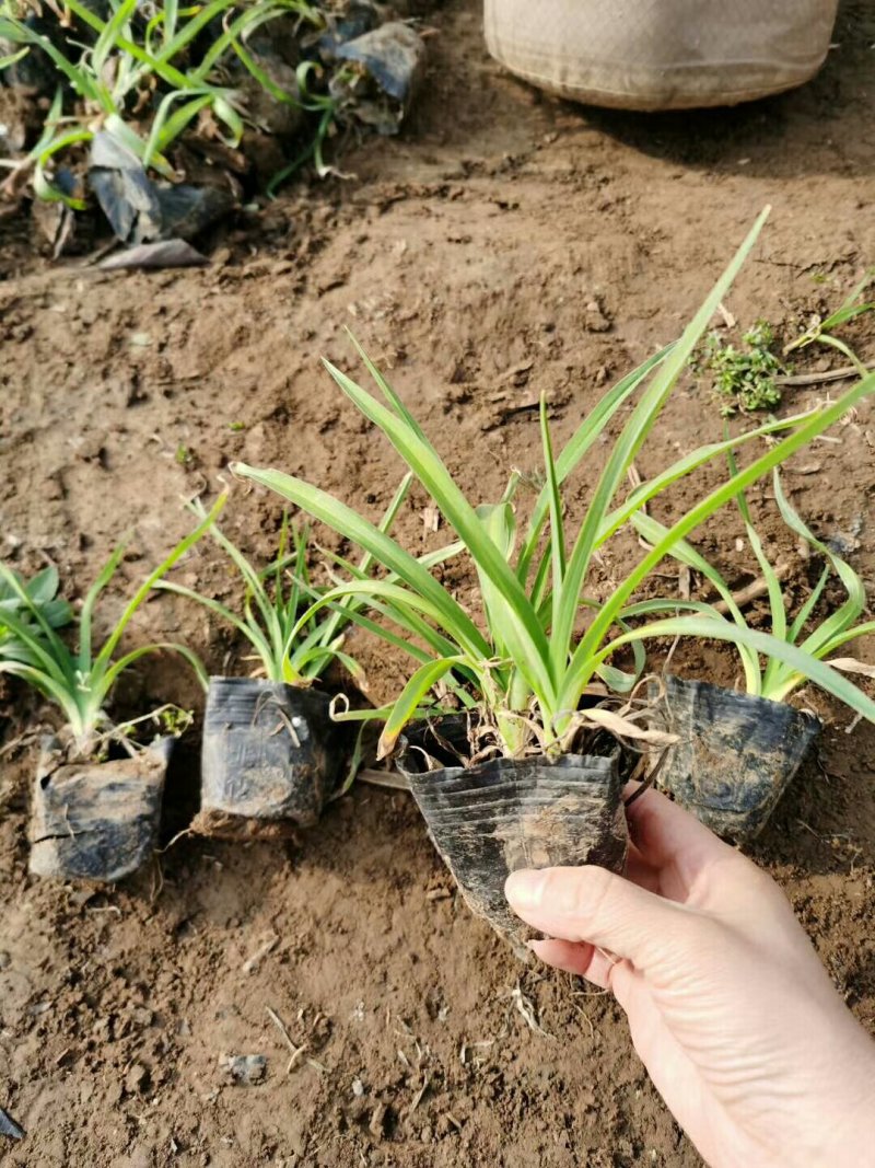 金娃娃萱草，基地直供大量出售草花宿根绿化苗木