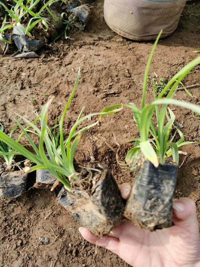 金娃娃萱草，基地直供大量出售草花宿根绿化苗木