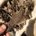 蟾皮，道地药材，质优价实，品质保证，药典标准，一公斤起批