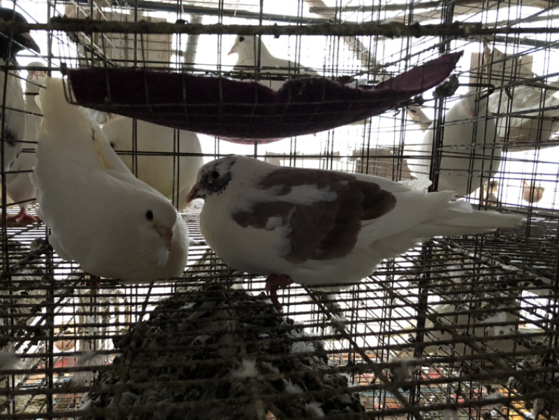 【品质现货】肉鸽精品鸽基地养殖量大从优欢迎咨询