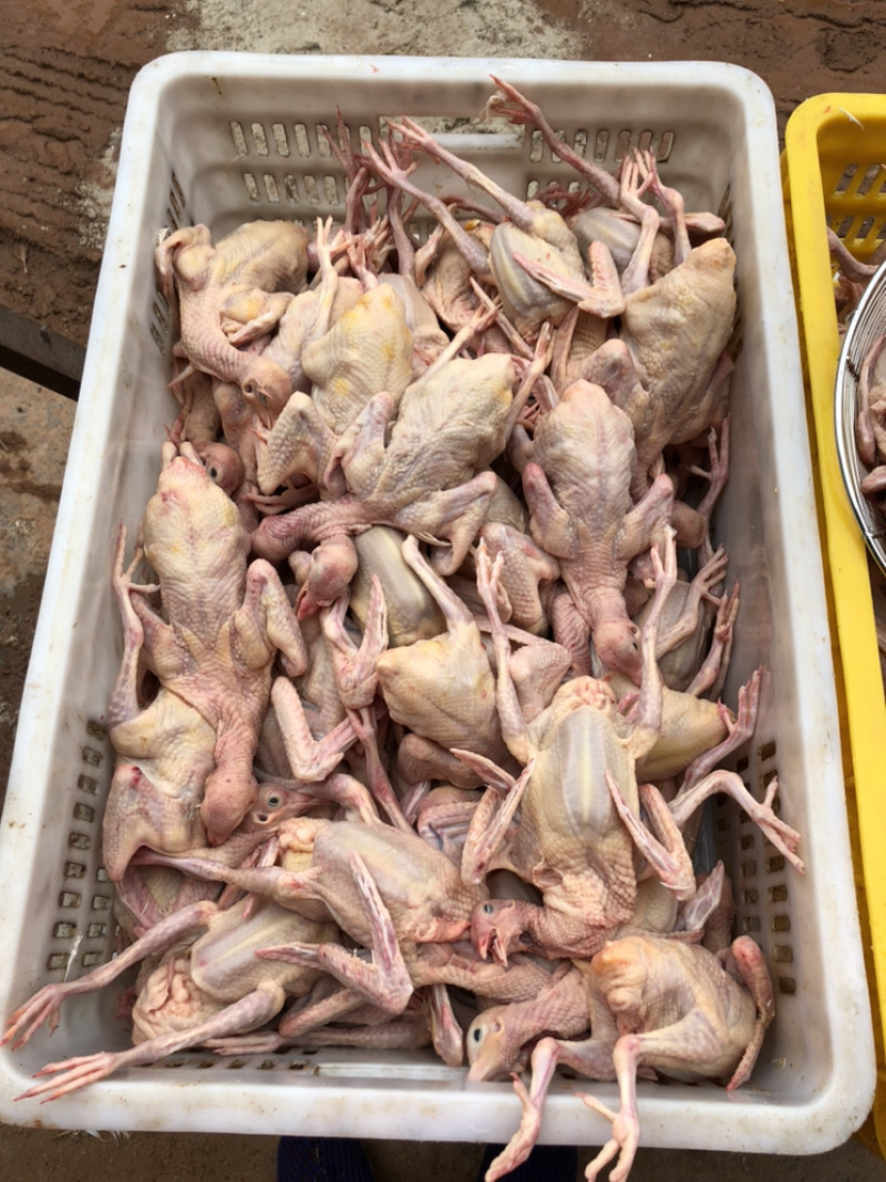 【品质现货】肉鸽精品鸽基地养殖量大从优欢迎咨询