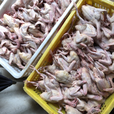 【品质现货】肉鸽精品鸽基地养殖量大从优欢迎咨询