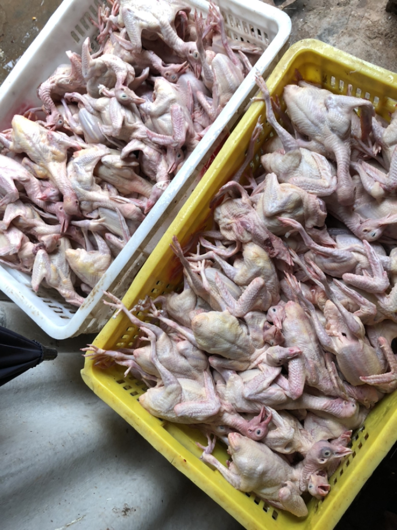 【品质现货】肉鸽精品鸽基地养殖量大从优欢迎咨询